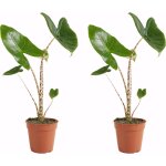 Bloomique - lot de 2 - alocasia zebrina - oreille d'�l�phant - plantes d'int�rieur - purificateur d'air ...