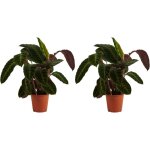 Bloomique - lot de 2 - calathea warscewiczii - plante paon - plantes d'int�rieur - purificateur d'air ...