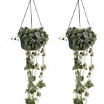 Bloomique - lot de 2 - ceropegia woodii - lanterne chinoise - plante suspendue - plante d'intrieur - ...