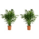 Bloomique - lot de 2 - chamaedorea elegans - palmier nain du mexique - plantes d'int�rieur - purifiant ...