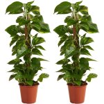 Bloomique - lot de 2 - epipremnum aureum - avec tige en mousse - lierre dragon - plantes grimpantes - ...