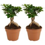 Lot de 2 - ficus ginseng - bonsa� - plantes d'int�rieur - purifiant l'air - facile d'entretien - 30 - ...