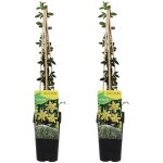 Bloomique - lot de 2 - jasminum nudiflorum - jasmin d'hiver - jaune - plantes grimpantes - plantes de ...