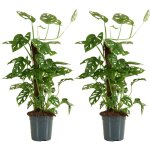 Bloomique - lot de 2 - monstera adansonii avec b�ton de mousse - feuille de singe - plantes d'int�rieur ...