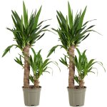 Bloomique - lot de 2 - yucca elephantipes - lys palmier - plantes d'int�rieur - purifiant l'air - facile ...