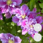 Lot de 2 - clematis 'piilu' - clématite à grandes fleurs - rose - violet - plantes grimpantes - plantes ... Lot de 2 - clematis 'piilu' - clématite à grandes fleurs - rose - violet - plantes grimpantes - plantes ...