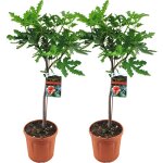 Lot de 2 - ficus carica 'brown turkey' - figuier - arbre fruitier - plantes de jardin - rsistant au ...