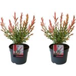 Bloomique - lot de 2 - salix integra flamingo - saule panach - plantes de jardin - rustiques - 30 - ...
