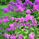 Bloomique - lot de 3 - phlox paniculata laura - phlox - plantes de jardin - rsistant  l'hiver - hauteur ...