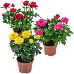 Bloomique - lot de 3 - rosiers nains - rouge, jaune, rose - plantes d'intrieur & extrieur - terrasse ...