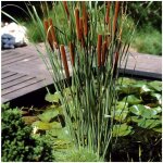 Bloomique - lot de 3 - typha latifolia - grand massette - cigare des marais - plantes de bassin - rsistante ...