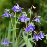Bloomique - lot de 3 - aquilegia caerulea spring magic - ancolie - plantes de jardin - r�sistantes � ...