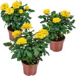 Lot de 3 - rosier nain jaune - plantes d'intrieur & extrieur - terrasse & jardin - rustique - 20 - ...