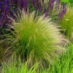 Bloomique - lot de 3 - stipa tenuissima ponytails - herbe  plumes - gramine ornementale - plantes de ...