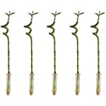 Lot de 5 - dracaena sanderiana - lucky bamboo - lucky bamboo - plantes d'intrieur - purificateur d'air ...