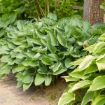 Bloomique - lot de 6 - hosta sieboldiana 'elegans' ? hosta ? plantes de jardin ? rustique ? sans danger ...