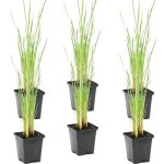 Bloomique - lot de 6 - typha latifolia - grand massette - cigare des marais - plantes de bassin - rsistante ...