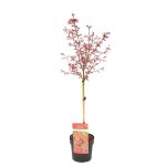Bloomique - acer palmatum shaina - Érable du japon sur tronc - plantes de jardin - arbre - rustique - ... Bloomique - acer palmatum shaina - Érable du japon sur tronc - plantes de jardin - arbre - rustique - ...