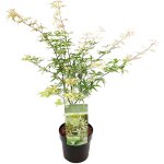 Bloomique - acer 'ukigumo' ? rable du japon ? arbuste ? facile d'entretien ? ?13 cm - 30 - 35 cm