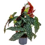 Begonia maculata - b�gonia � pois - plante � pois - plante d'int�rieur - d�polluante - 20 - 30 cm de ...