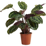 Bloomique - calathea medallion - plante paon - plantes d'int�rieur - purificateur d'air - convient aux ...