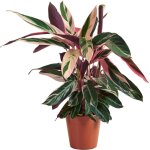 Bloomique - calathea triostar - plante paon - plantes d'int�rieur - purificateur d'air - adapt� aux animaux ...