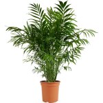 Bloomique - chamaedorea elegans - palmier nain mexicain - plantes d'intrieur - purificateur d'air - ...