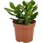 Crassula ovata arbre magique - plante de jade - plantes d'intrieur - plante succulente - succulente ...