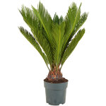 Bloomique - cycas revoluta - palmier de la paix - sagoutier - plante d?int�rieur - tr�s facile d?entretien ...
