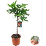 Ficus carica 'brown turkey' - figuier - arbre fruitier - plantes de jardin - rustique - hauteur 80 - ...