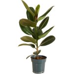 Bloomique - ficus elastica robusta - h�v�a - plante � caoutchouc - plantes d'int�rieur - purificateur ...