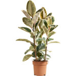 Bloomique - ficus elastica tineke - caoutchouc - plante d'int�rieur - purificateur d'air - 90 - 110 cm ...