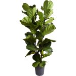 Bloomique - ficus lyrata - plante � feuilles de violon - plante d'int�rieur xxl - purificateur d'air ...