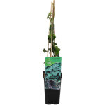 Bloomique - hedera hibernica - lierre � grandes feuilles - persistant - plantes grimpantes - plantes ...