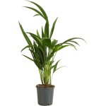 Bloomique - howea forsteriana - kentia palm - plantes d'intrieur - purificateur d'air - convient aux ...