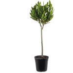 Bloomique - laurus nobilis - laurier vrai sur tige - plante de laurier - plantes de jardin - rustique ...
