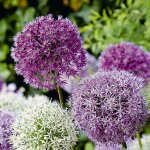 Bloomique - mélange de 15 - allium fantasia - look - oignon ornemental - bleu, blanc, violet - bulbes ... Bloomique - mélange de 15 - allium fantasia - look - oignon ornemental - bleu, blanc, violet - bulbes ...
