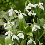 Bloomique - m�lange de 25 - galanthus woronowii - perce - neige - blanc - bulbes � fleurs - floraison ...