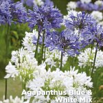 Bloomique - m�lange de 3 - agapanthe - lys africain - bleu, blanc - tubercules - plantes de jardin - ...