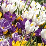 Bloomique - m�lange de 40 - crocus - crocus - m�lange de couleurs - bulbes � fleurs - floraison printemps ...