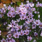 Bloomique - mélange de 40 - crocus sativus - crocus safran - bleu - bulbes à fleurs - floraison d'automne ... Bloomique - mélange de 40 - crocus sativus - crocus safran - bleu - bulbes à fleurs - floraison d'automne ...