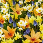Bloomique - m�lange de 50 - m�lange de fleurs sauvages - m�lange de 4 esp�ces - bulbes � fleurs - floraison ...