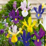 Bloomique - mélange de 50 - iris hollandica - iris hollandais - mélange de couleurs - bulbes à fleurs ... Bloomique - mélange de 50 - iris hollandica - iris hollandais - mélange de couleurs - bulbes à fleurs ...