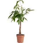 Bloomique - pachira aquatica - arbre � argent - cacao d'eau - plantes d'int�rieur - purificateur d'air ...