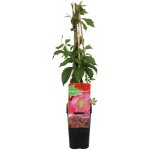 Parthenocissus quinquefolia engelmannii - vigne sauvage - plantes grimpantes - plantes de jardin - rustique ...