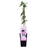 Bloomique - passiflora 'purple haze' - fleur de la passion - violette - plantes grimpantes - plantes ... Bloomique - passiflora 'purple haze' - fleur de la passion - violette - plantes grimpantes - plantes ...