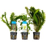 Bloomique - set de 3 - plantes d'aquarium vritables - accessoires d'aquarium - plantes aquatiques - ...