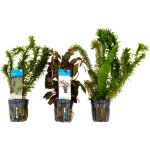 Bloomique - set de 3 - plantes d'aquarium vritables - accessoires d'aquarium - plantes aquatiques - ...
