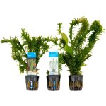 Bloomique - set de 3 - plantes d'aquarium v�ritables - accessoires d'aquarium - plantes aquatiques - ...