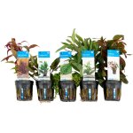 Bloomique - set de 5 - plantes d'aquarium vritables - plantes aquatiques - purifiantes - oxygne - ludwigia, ...